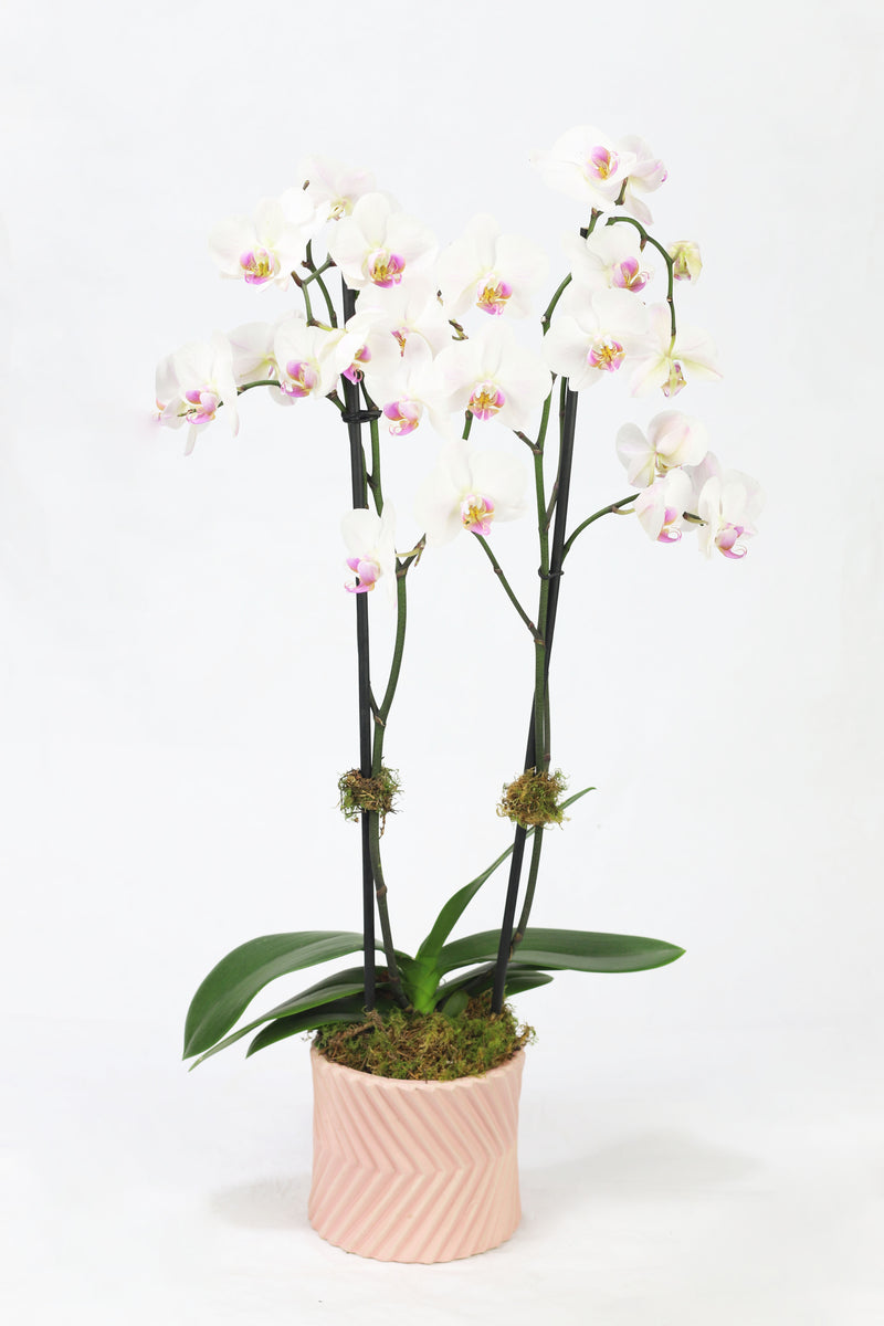 Phalaenopsis 06
