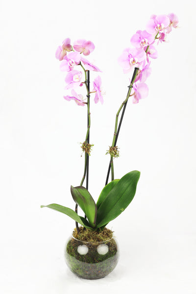 Phalaenopsis 03 - tehaf