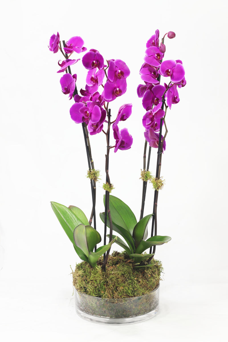 Phalaenopsis 09
