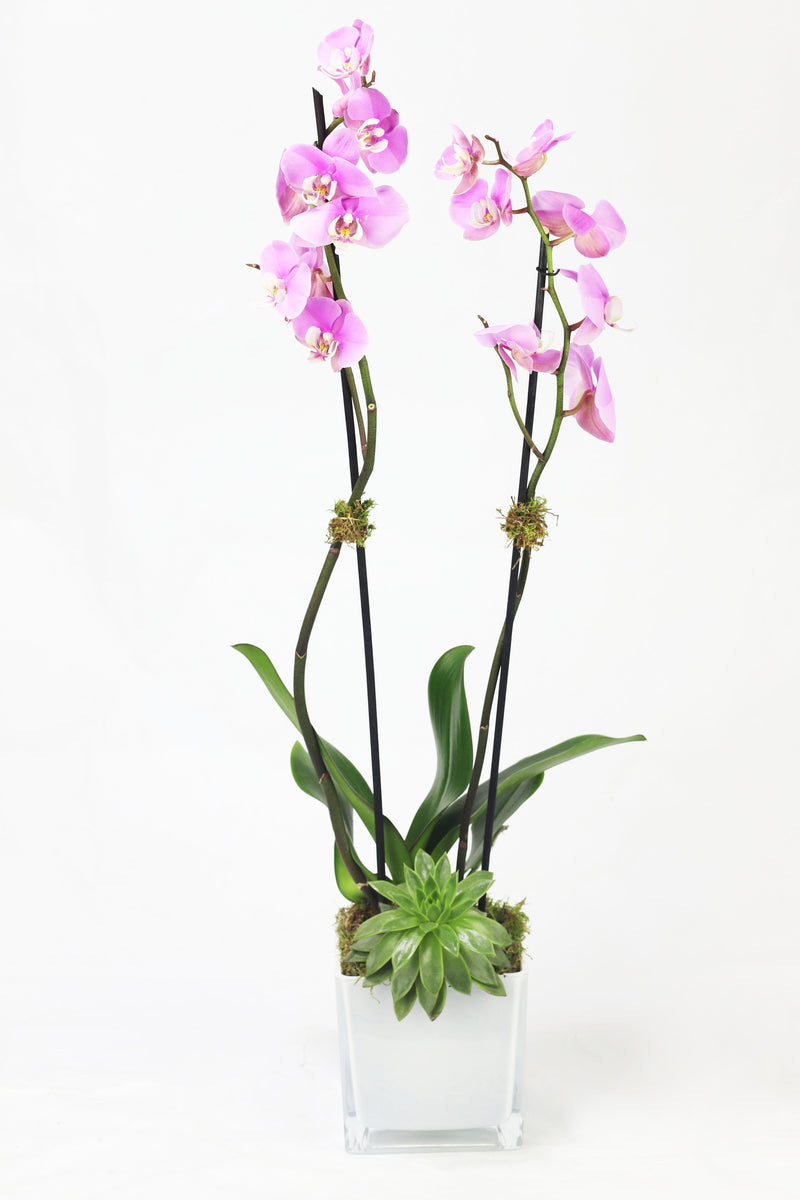 Phalaenopsis 08